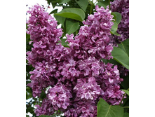 ������ �rs. Edward Harding ������ ������ �������.jpg