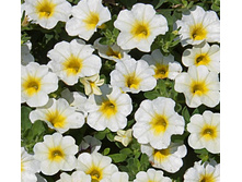 58. ���������� Minifamous Uno White Yellow Eye