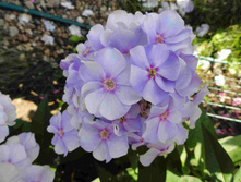 ����� ����������� �������.jpg