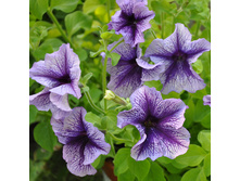 11 ������� ����������� ����� ���