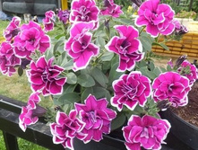 107 ������� Sweet Sunshine Purple Picotee