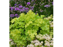 ������� ��������� LIME RUFFLES ���� �����.jpg