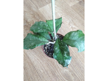 ���-959 CV.SWETLANA.