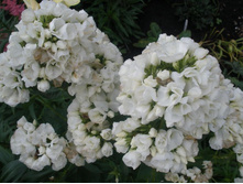 ����� ����������� Tiara �����.jpg