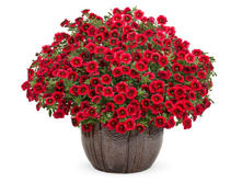 128 ���������� SUPERBELLS POMEGRANATE PUNCH