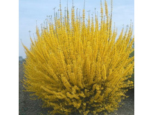 �������� ������������� SPECTABILIS.jpg