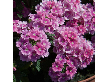 6 ������� Blues Pink Romance