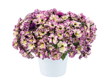 54 compact Splash-Dance-MAGENTA-MAMBO