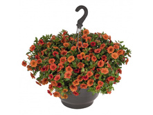 71. ���������� Aloha Classic Hot Orange