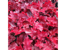 ������� FIRE CHIEF ���� ���.jpg