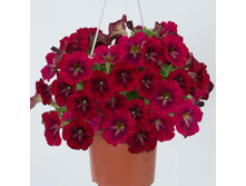 75 ������� BORDEAUX