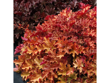 ������� ��������� GINGER PEACH �������� ���.jpg