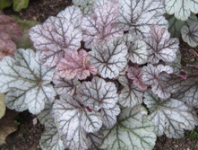 ������� ��������� Silver Scrolls ������� �������.jpg