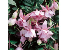 71 ������ Pink Galore 18