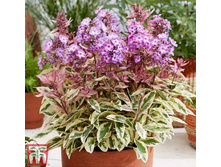 ����� ����������� ������� OLYMPUS.jpg