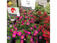 54 ���������� MINIFAMOUS NEO NEO Movingpink