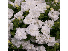 52 ������� Tumbelina Diana