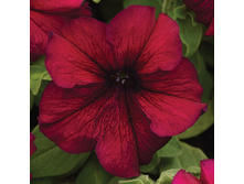 25 ������� ����������� ����������� ��������