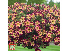 56 Surfinia Starburgundy