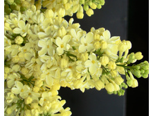 ������ PRIMROSE ��������1.jpg