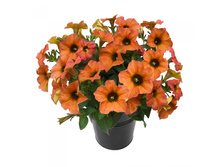 32 ������ Beautical Cinnamon