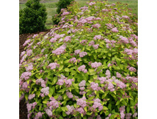 ������ �������� Double Play® Big Bang Tracy.jpg