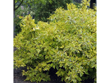 ����� �������.jpg