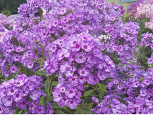 ����� ����������� ���.jpg