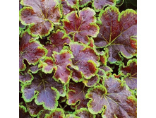 ���������� SOLAR ECLIPSE ����� ������1.jpg