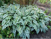 �������� ��������� VICTORIAN BROOCH1.jpg