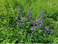 ������ ������� BLUE.jpg