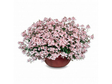 26 ������� Juliet Appleblossom