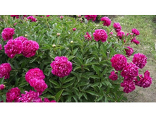 ���� ���������������� PINK ������.jpg