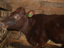 ����,��������� �������.