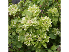 �������� ��������������� ���� ������ GREEN PASSION.jpg