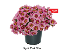129 ���������� CONGA LIGHT PINKSTAR