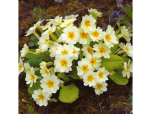 ������� ������������ �����.jpg