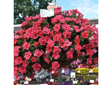 113 ������� Origami Watermelon