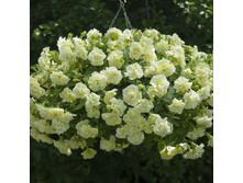 29 ������� Tumbelina Susanne Yellow