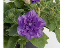 120 ������� Sweetunia Provance