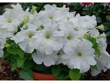 16 ������� ����������� ����� ��� �� ����