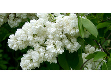 ������ ������ � �����������.jpg