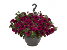 36 ������� Surprise Kardinal