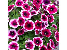 7 ������� Crazytunia Passion Punch