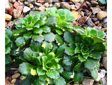 ���������� ���������.jpg