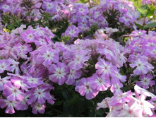 ����� ����������� ������ ������.jpg