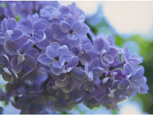 ������ Dresden China ������� �����.jpg