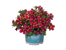 69. ���������� Aloha Kona Cherry Cart Wheel