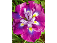 ���� ���������� ������ ������� AUGUST EMPEROR.jpeg