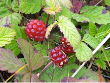 �������� ��������� Beata �����.jpg